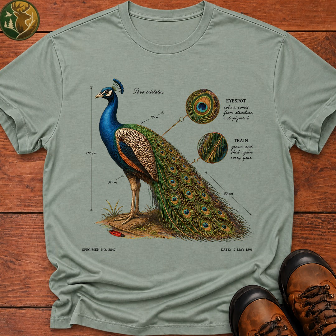 Indian Peafowl (Male) T-Shirt - Bay